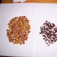 203265408zelenina-244