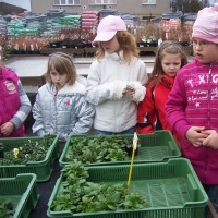 57159563zelenina-296