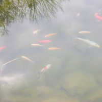 610443870zelenina-306