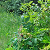 833976305img20150625103839-900