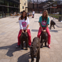 925778554p4200247-800x600